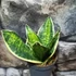 Kép 5/5 - Sansevieria hahnii 'Super Star'