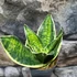 Kép 1/5 - Sansevieria hahnii 'Super Star'