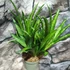 Kép 2/4 - Sansevieria Panthera