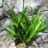 Kép 3/4 - Sansevieria Panthera