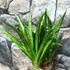 Kép 4/4 - Sansevieria Panthera