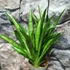 Kép 1/4 - Sansevieria Panthera