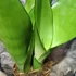 Kép 5/10 - Sansevieria trifasciata Moonshine