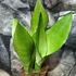 Kép 2/10 - Sansevieria trifasciata Moonshine