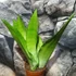 Kép 3/10 - Sansevieria trifasciata Moonshine