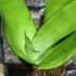 Kép 6/10 - Sansevieria trifasciata Moonshine