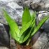 Kép 7/10 - Sansevieria trifasciata Moonshine