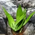 Kép 4/10 - Sansevieria trifasciata Moonshine