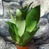 Kép 8/10 - Sansevieria trifasciata Moonshine