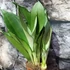 Kép 10/10 - Sansevieria trifasciata Moonshine