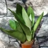 Kép 1/10 - Sansevieria trifasciata Moonshine