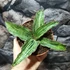 Kép 2/7 - Sansevieria 'Cleopatra'