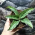 Kép 4/7 - Sansevieria 'Cleopatra'
