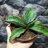 Kép 5/7 - Sansevieria 'Cleopatra'