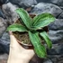 Kép 6/7 - Sansevieria 'Cleopatra'