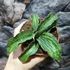 Kép 7/7 - Sansevieria 'Cleopatra'