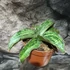 Kép 3/7 - Sansevieria 'Cleopatra'