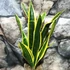Kép 2/5 - Sansevieria trifasciata 'Black Gold'