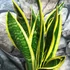 Kép 3/5 - Sansevieria trifasciata 'Black Gold'