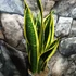 Kép 4/5 - Sansevieria trifasciata 'Black Gold'