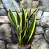 Kép 5/5 - Sansevieria trifasciata 'Black Gold'