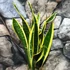 Kép 1/5 - Sansevieria trifasciata 'Black Gold'