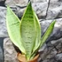 Kép 2/8 - Sansevieria 'Extra White Snow'