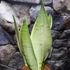 Kép 7/8 - Sansevieria 'Extra White Snow'