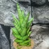 Kép 3/4 - Sansevieria trifasciata 'Pineapple'