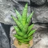 Kép 4/4 - Sansevieria trifasciata 'Pineapple'