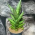 Kép 1/4 - Sansevieria trifasciata 'Pineapple'