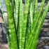 Kép 3/5 - Sansevieria 'digitorum'
