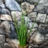 Kép 2/5 - Sansevieria 'digitorum'