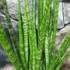 Kép 4/5 - Sansevieria 'digitorum'