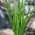 Kép 5/5 - Sansevieria 'digitorum'