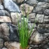Kép 1/5 - Sansevieria 'digitorum'