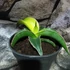 Kép 8/8 - Sansevieria 'Star Canary'