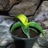 Kép 2/8 - Sansevieria 'Star Canary'