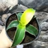 Kép 3/8 - Sansevieria 'Star Canary'