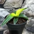 Kép 4/8 - Sansevieria 'Star Canary'