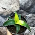 Kép 5/8 - Sansevieria 'Star Canary'