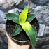 Kép 6/8 - Sansevieria 'Star Canary'