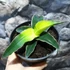 Kép 7/8 - Sansevieria 'Star Canary'