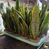 Kép 3/6 - Sansevieria trifasciata 'Laurentii'