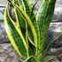 Kép 4/6 - Sansevieria trifasciata 'Laurentii'