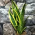Kép 2/6 - Sansevieria trifasciata 'Laurentii'