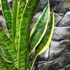 Kép 5/6 - Sansevieria trifasciata 'Laurentii'