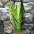 Kép 6/6 - Sansevieria trifasciata 'Laurentii'
