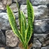 Kép 1/6 - Sansevieria trifasciata 'Laurentii'