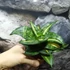 Kép 3/7 - Sansevieria hahnii 'Spiral Star'